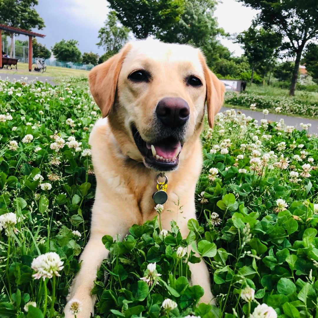 飼い主に知って欲しいペット 犬猫 に危険な植物をお伝えします Anicas