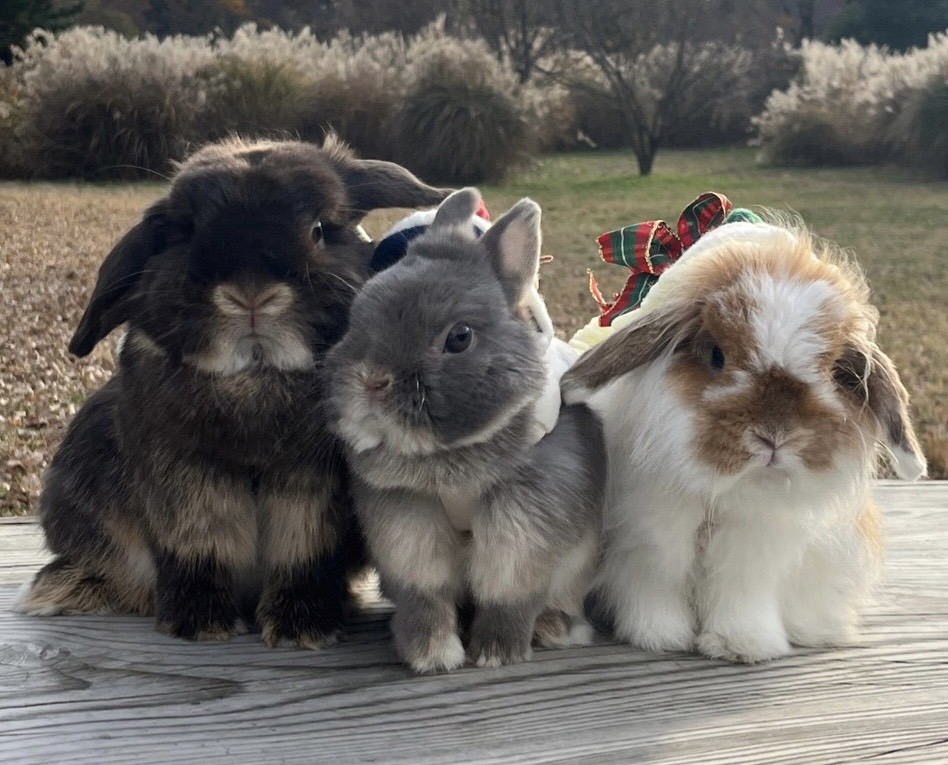 ここあ LUNA はな